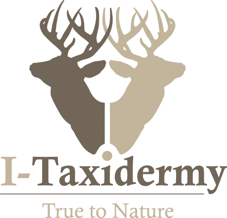 Contact ITaxidermy