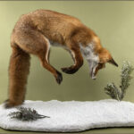 Fox Jumping in snow I-Taxidermy